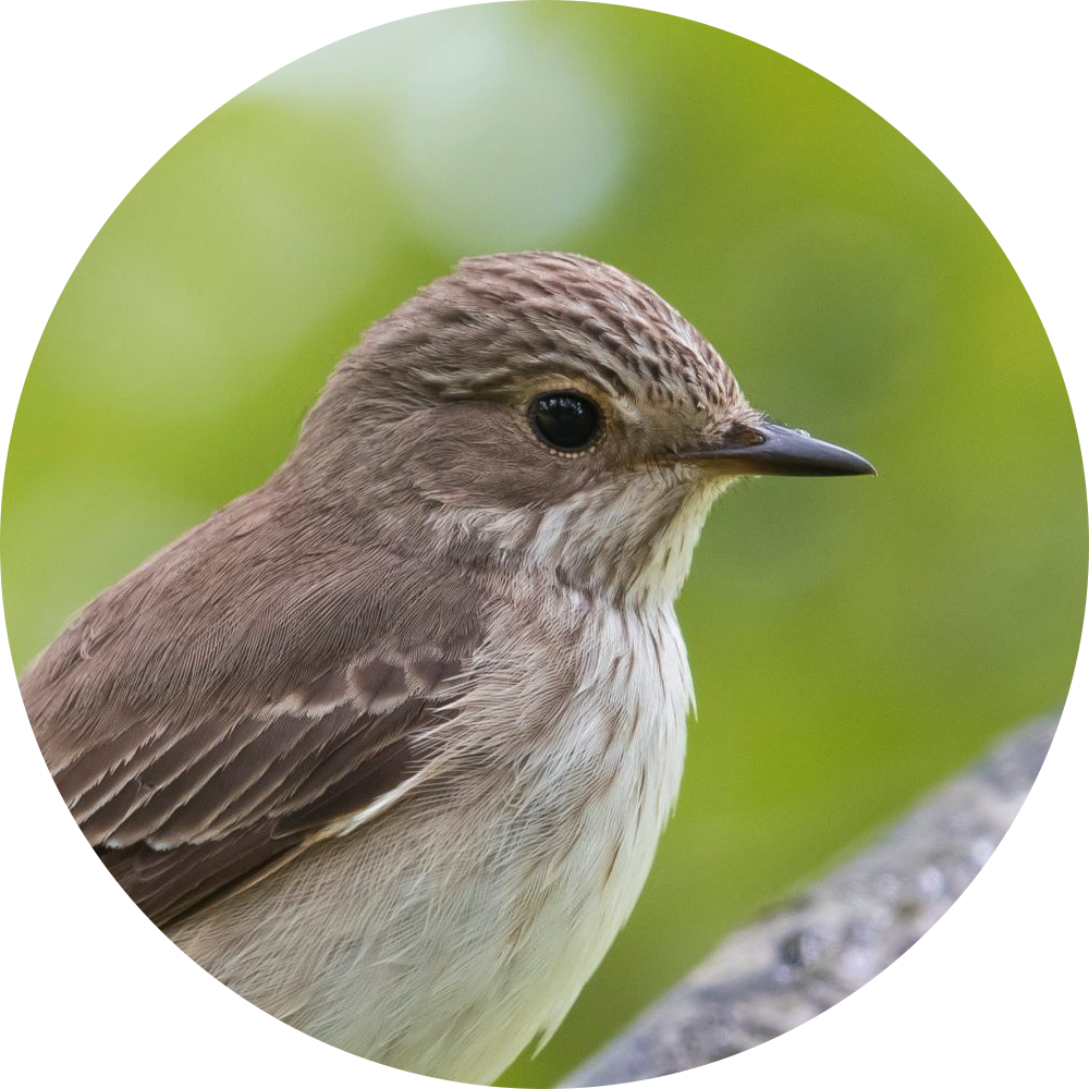 Gobemouche Gris – Portrait