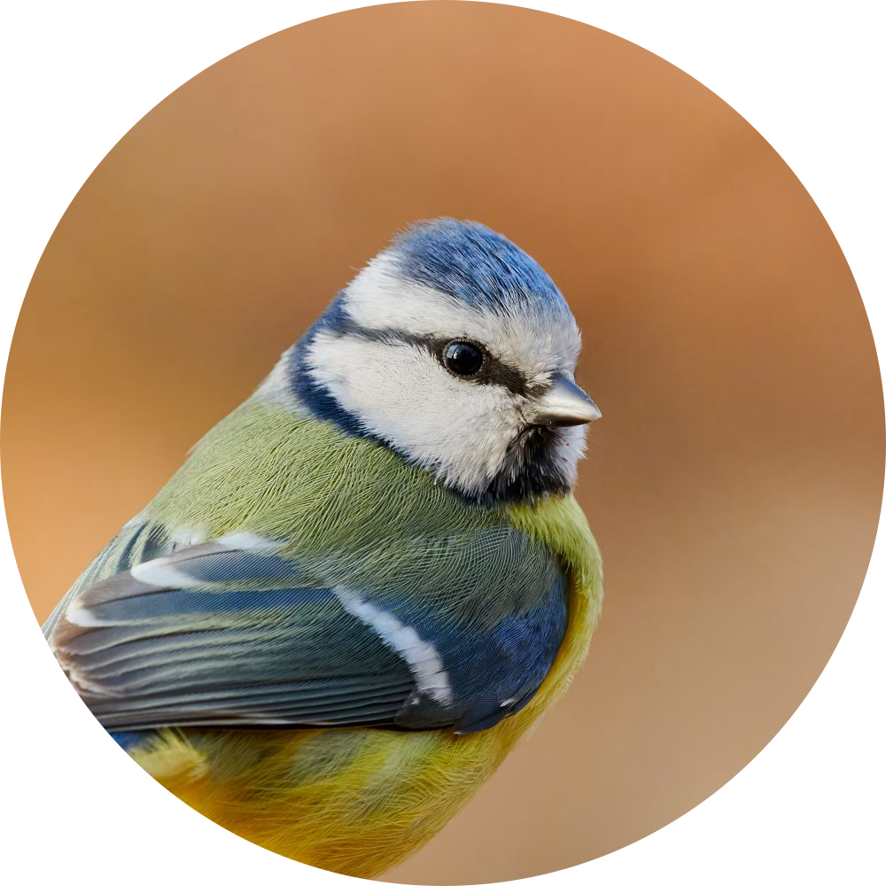 Mésange bleue – Portrait