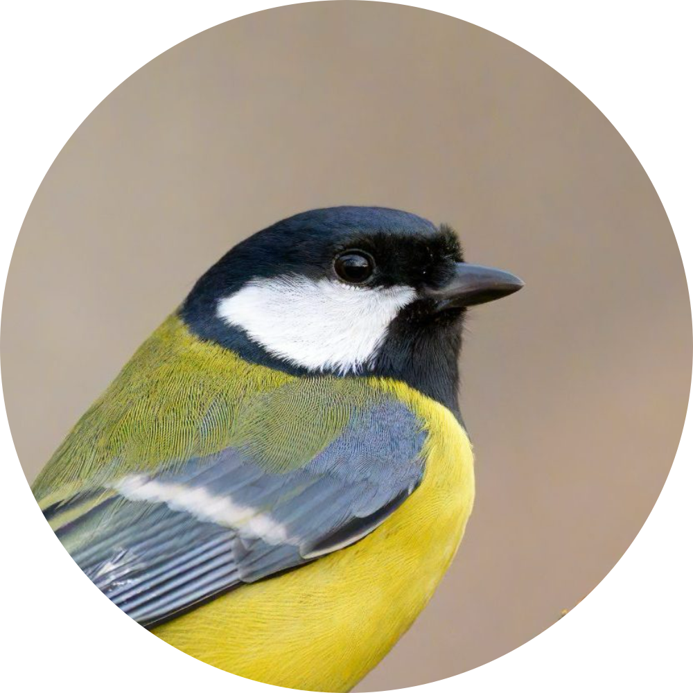 Mésange charbonnière – Portrait
