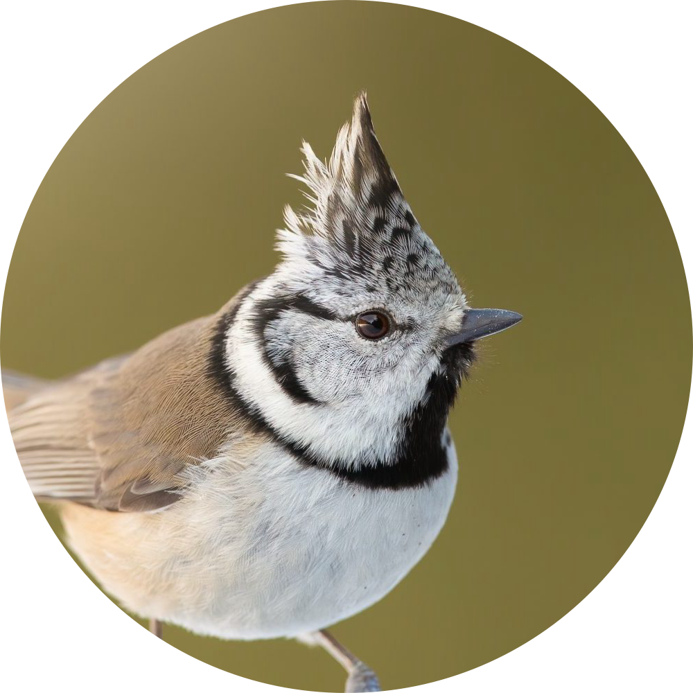 Mésange huppée – Portait
