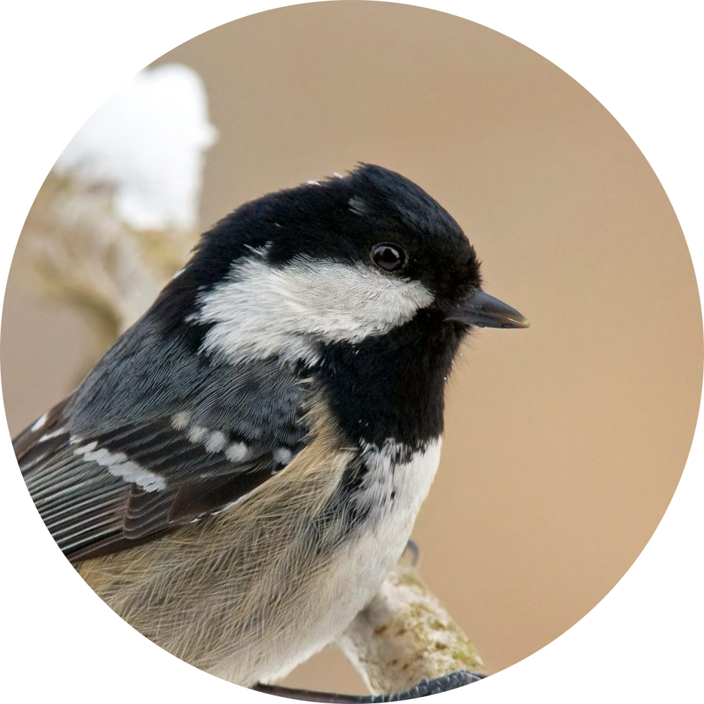 Mésange noire – Portrait
