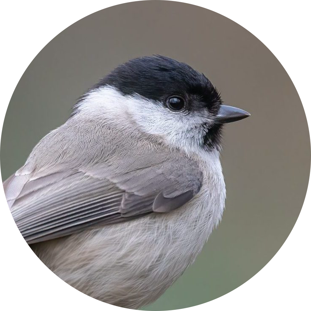 Mesange nonette – Portrait