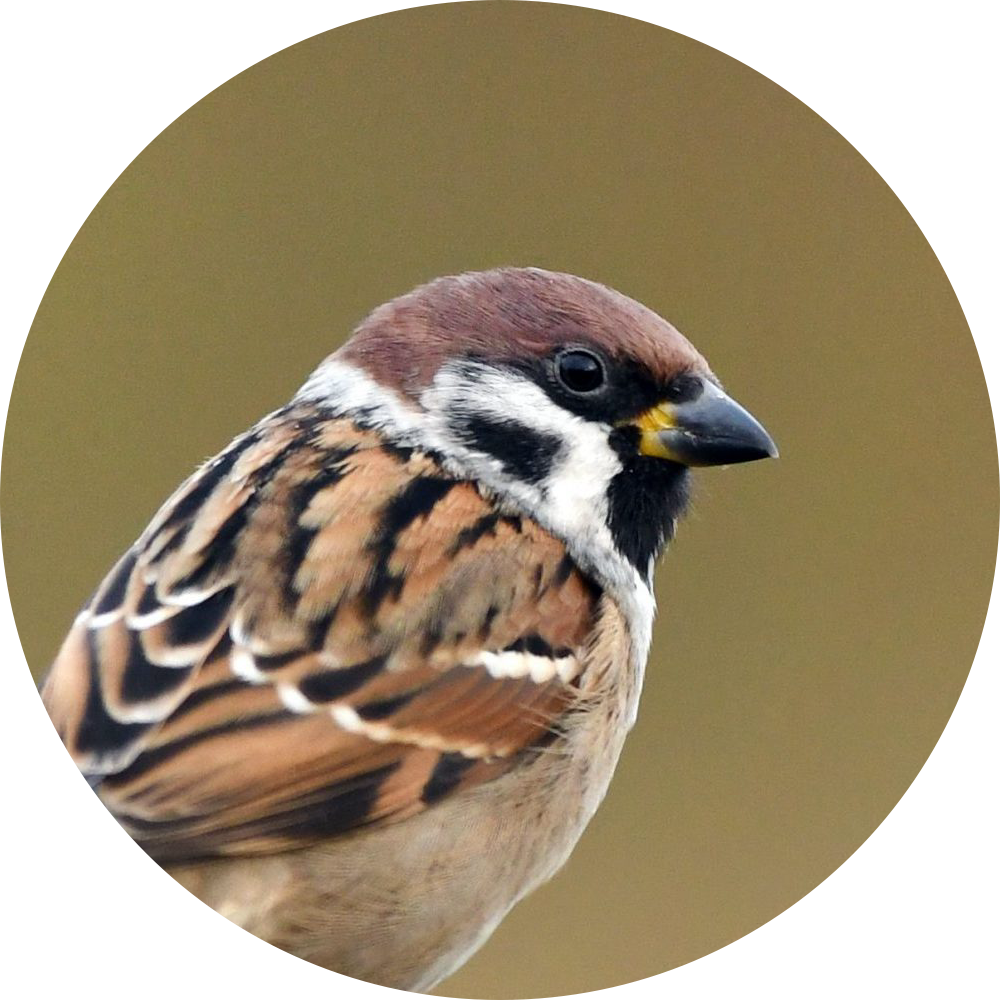 Moineau Friquet – Portrait