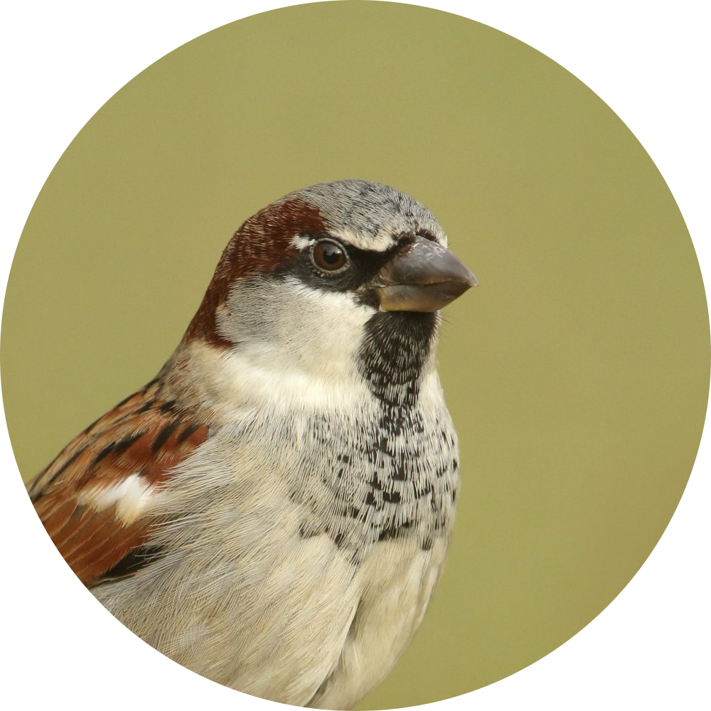 Moineau domestique – Portrait
