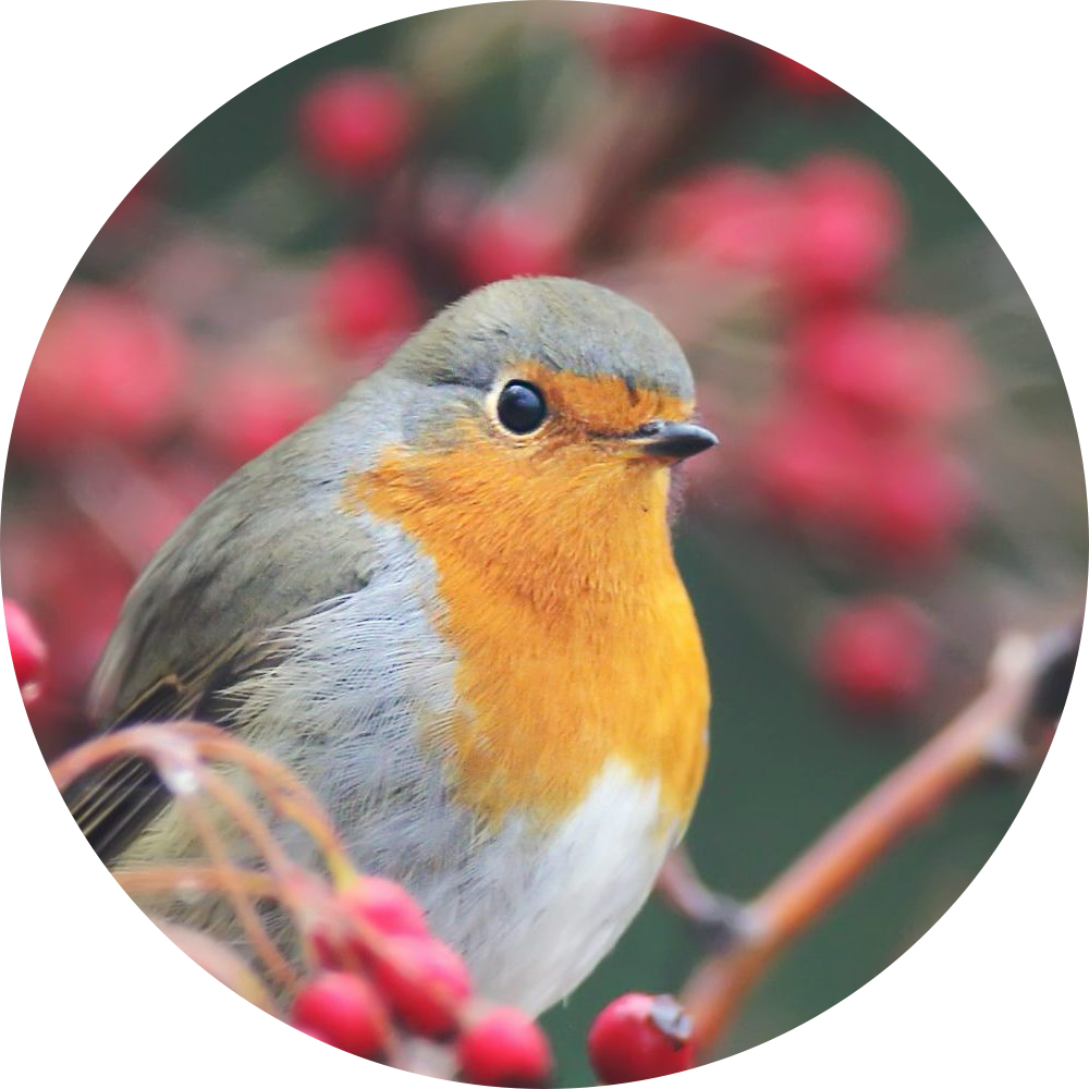 Rouge Gorge – Portrait