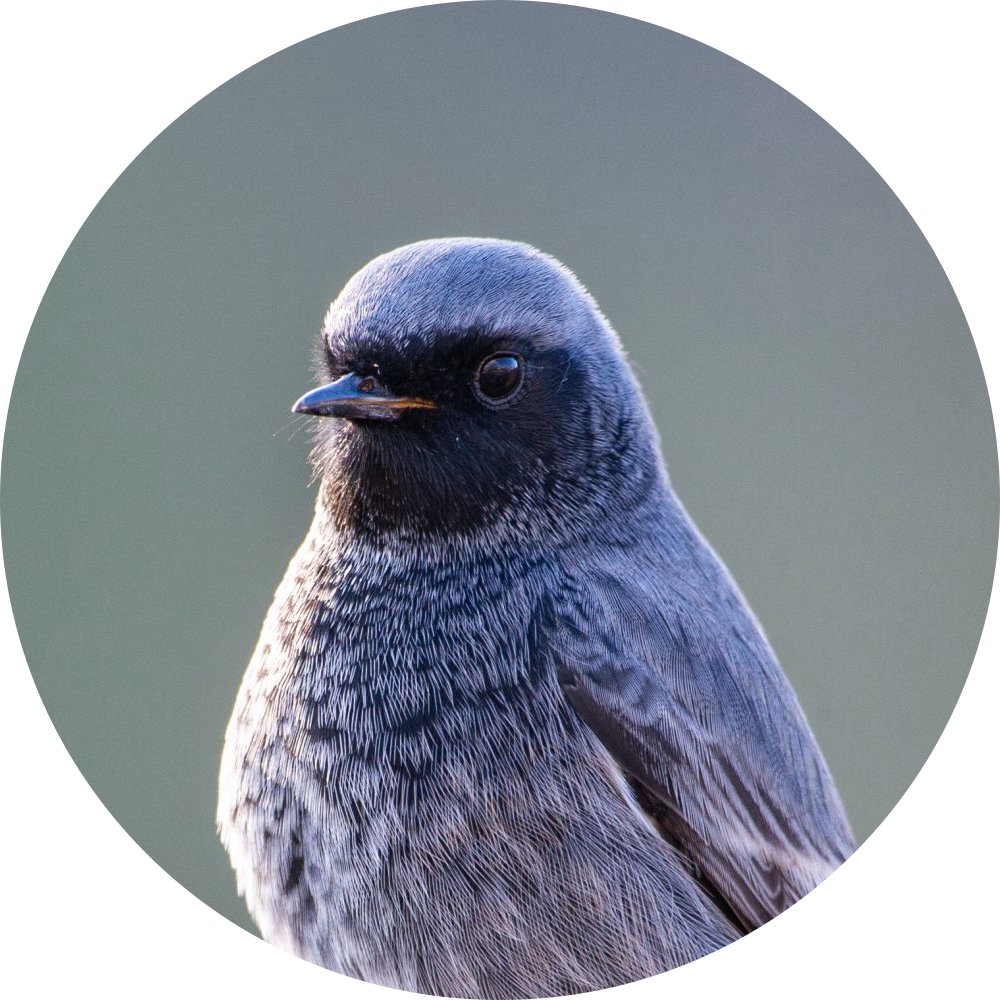 Rougequeue noir – Portrait